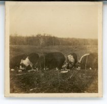 Seven hogs of W.G. Maffett