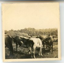 Group of cows in a barn yard