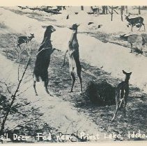 Whitetail Deer in the winter