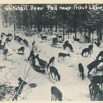 Whitetail deer fed in winter