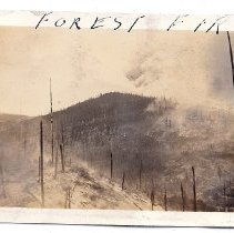 Forest fire on hillside