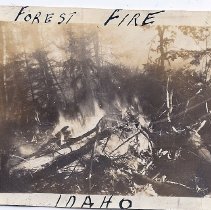 Forest Fire
