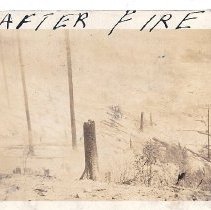 After the Forest Fire