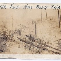 After the Forest Fire has been through