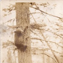 Two bear cubs climbing a tree