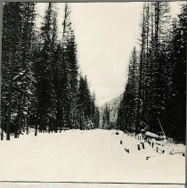 The road from the Ranger Station to the Experimental Station - 1921