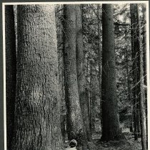 Woman sitting next to white pines at Hagman Corner - 1932