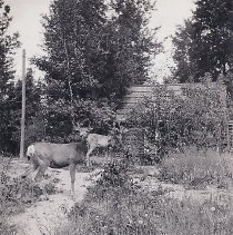 deer in Beaver Creek RS yard