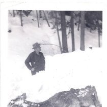 deer killed by coyotes