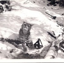 bobcat in a trap