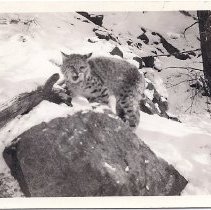 bobcat in the snow