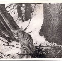 Trapped bobcat in the snow