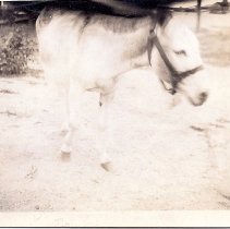 23b Lila the Beaver Cr Pack Burro