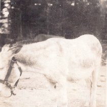 23a Lila the Beaver Cr Pack Burro