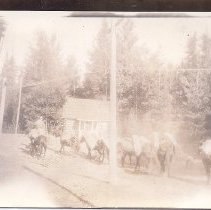 loaded packtrain at Beaver CR rs