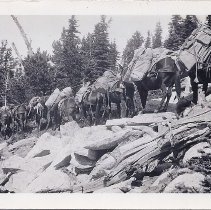packtrain headed up the mountain