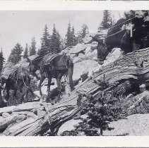 loaded packtrain up the mountain