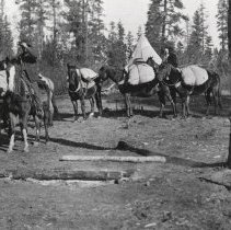 Pack train - from U of I