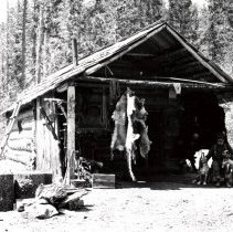 Pelts and Traph hanging- from U of I