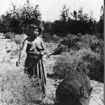 Paiute woman gathering seeds