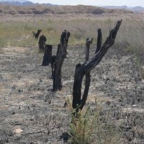 Remains of St. Thomas