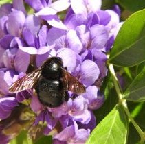 Carpenter bee on a Texas Mountain Laurel