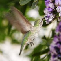 Hummingbird on a Texas Mountain Laurel