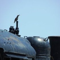 Quail on the steam engine at the Clark County Museum