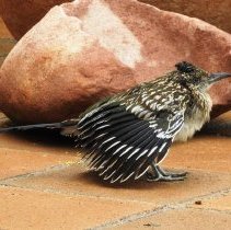 Young roadrunner on the patio of the Clark County Museum