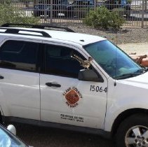 Roadrunner on a rear-view window