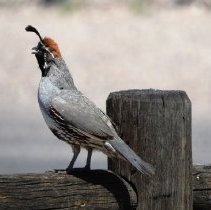 Quail on a fence