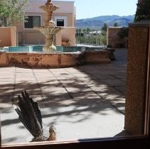 Roadrunner looking through a door