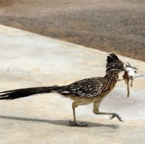 Roadrunner carrying a ground squirrel