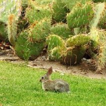 Rabbit in front of a cactus