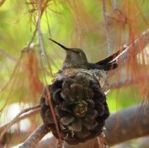 Hummingbird in a nest