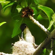 Hummingbird feeding a baby