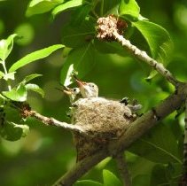 Young hummingbirds in a nest