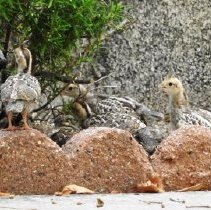 Quail and chicks