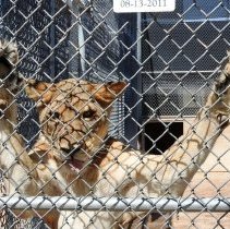 Lion at the Lion Habitat Ranch