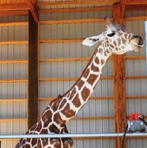 Giraffe at the Lion Habitat Ranch