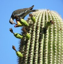 Dove on a saguaro