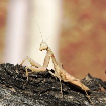 Newly molted praying mantis