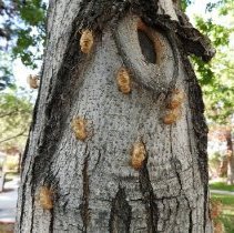 Cicada exoskeletons on a tree