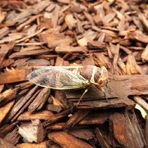 Cicada on mulching bark
