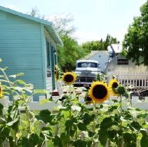 Sunflowers at the Clark County Museum