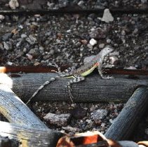 Lizard on a wagon wheel