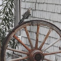 Roadrunner on a wagon wheel
