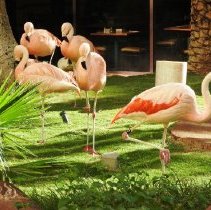 Flamingos at the Flamingo Hotel and Casino