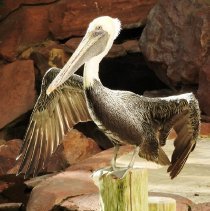Pelican at the Flamingo Hotel and Casino