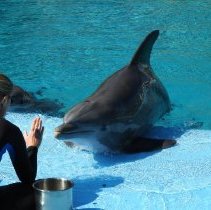 Dolphin show at the Mirage Hotel and Casino
